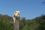 Hopfenfee in Hornburg Willeckes Lust 2017 b