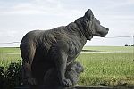 Lucklum  Huete Hund  2017 a